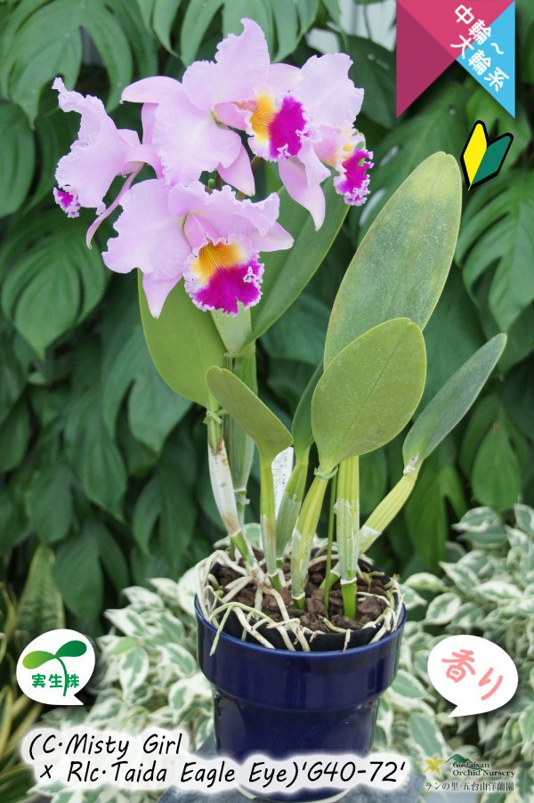 画像10: 【桃の香りを楽しめるカトレア実生株】(C.Misty Girl × Rlc.Taida Eagle Eye)’G40-72'(実生株)リンコレリオカトレア　ミスティーガール×タイダイーグルアイ’G40-72' (10)