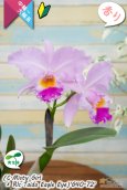 画像5: 【桃の香りを楽しめるカトレア実生株】(C.Misty Girl × Rlc.Taida Eagle Eye)’G40-72'(実生株)リンコレリオカトレア　ミスティーガール×タイダイーグルアイ’G40-72' (5)