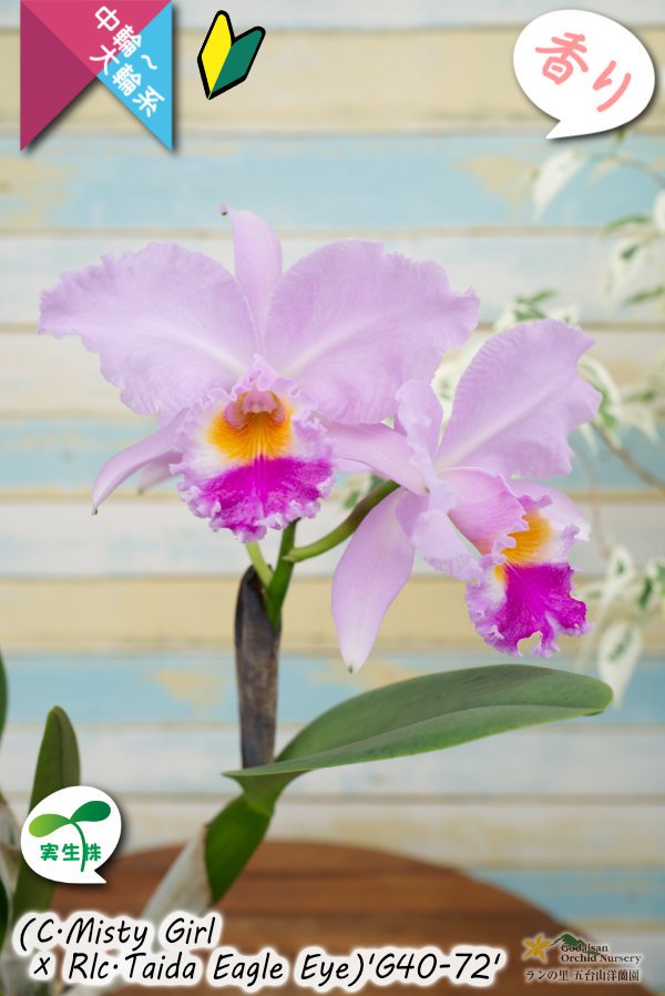 画像5: 【桃の香りを楽しめるカトレア実生株】(C.Misty Girl × Rlc.Taida Eagle Eye)’G40-72'(実生株)リンコレリオカトレア　ミスティーガール×タイダイーグルアイ’G40-72' (5)
