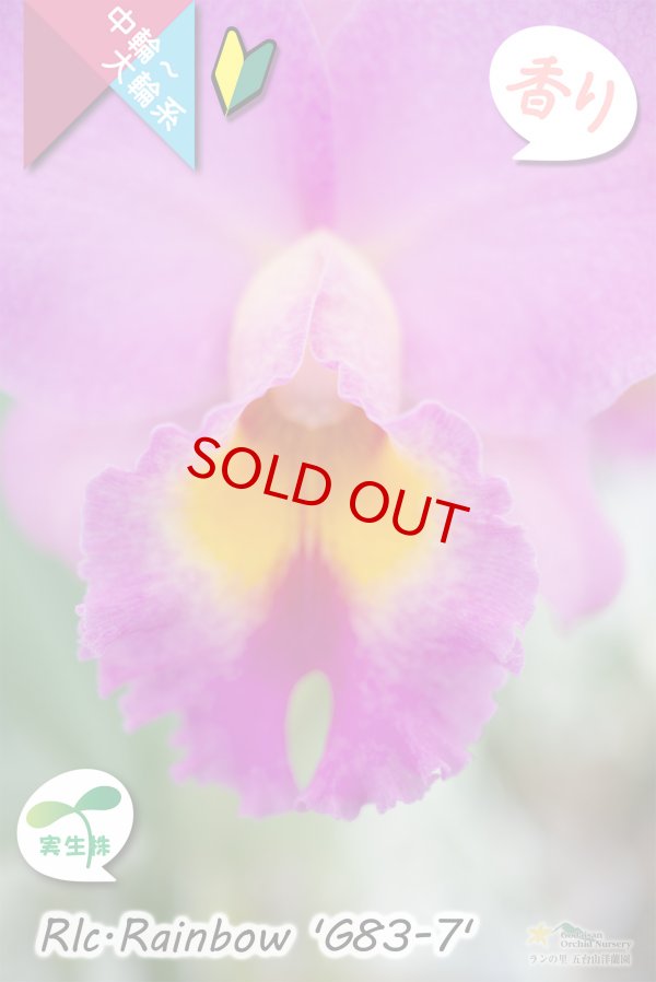 画像2: 【トロピカルフルーツのような香りが楽しめる夏〜冬咲きカトレア】Rlc.Rainbow’G83-7'（交配種・実生株）カトレア類　レインボー ’G83-7' (2)