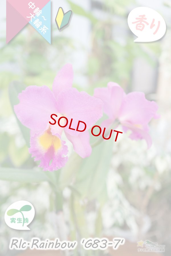 画像4: 【トロピカルフルーツのような香りが楽しめる夏〜冬咲きカトレア】Rlc.Rainbow’G83-7'（交配種・実生株）カトレア類　レインボー ’G83-7' (4)