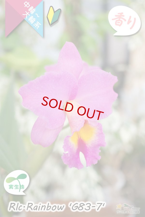 画像3: 【トロピカルフルーツのような香りが楽しめる夏〜冬咲きカトレア】Rlc.Rainbow’G83-7'（交配種・実生株）カトレア類　レインボー ’G83-7' (3)