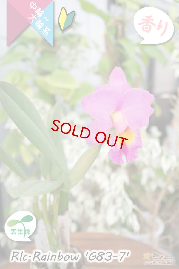 画像5: 【トロピカルフルーツのような香りが楽しめる夏〜冬咲きカトレア】Rlc.Rainbow’G83-7'（交配種・実生株）カトレア類　レインボー ’G83-7' (5)