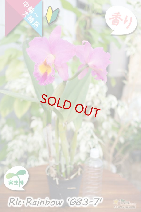 画像6: 【トロピカルフルーツのような香りが楽しめる夏〜冬咲きカトレア】Rlc.Rainbow’G83-7'（交配種・実生株）カトレア類　レインボー ’G83-7' (6)