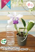 画像4: 【やわらかい雰囲気の藤色ミディカトレア】C.Cariad's Mini-Quinee × C.walkeriana 'G84-46'（交配種・実生株・現品）カトレア　カリアズミニクィニー×ワルケリアナ　‘G84-46’ (4)