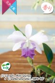 画像2: 【やわらかい雰囲気の藤色ミディカトレア】C.Cariad's Mini-Quinee × C.walkeriana 'G84-46'（交配種・実生株・現品）カトレア　カリアズミニクィニー×ワルケリアナ　‘G84-46’ (2)