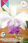 画像1: 【やわらかい雰囲気の藤色ミディカトレア】C.Cariad's Mini-Quinee × C.walkeriana 'G84-46'（交配種・実生株・現品）カトレア　カリアズミニクィニー×ワルケリアナ　‘G84-46’ (1)