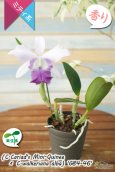 画像3: 【やわらかい雰囲気の藤色ミディカトレア】C.Cariad's Mini-Quinee × C.walkeriana 'G84-46'（交配種・実生株・現品）カトレア　カリアズミニクィニー×ワルケリアナ　‘G84-46’ (3)