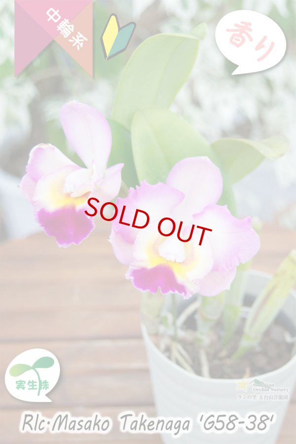画像2: 【丸っこい花と柑橘系の香りを楽しむ♪】Rlc.Masako Takenaga ‘G58-38'（実生株）カトレア　マサコタケナガ 'G58-38’ (2)