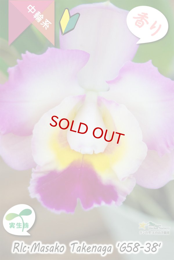 画像3: 【丸っこい花と柑橘系の香りを楽しむ♪】Rlc.Masako Takenaga ‘G58-38'（実生株）カトレア　マサコタケナガ 'G58-38’ (3)