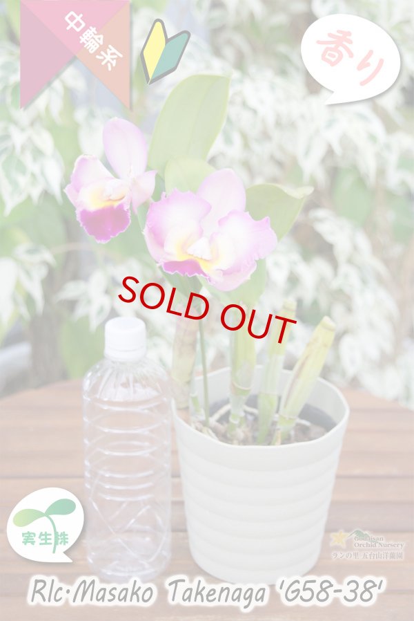 画像4: 【丸っこい花と柑橘系の香りを楽しむ♪】Rlc.Masako Takenaga ‘G58-38'（実生株）カトレア　マサコタケナガ 'G58-38’ (4)