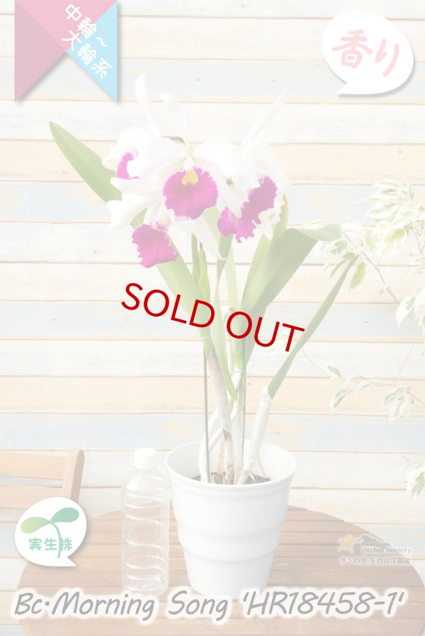 画像7: 【初夏咲き中大輪カトレア】Bc.Morning Song 'HR18458-1'（実生株）ブラソカトレア　モーニングソング 'HR18458-1'（OG分） (7)