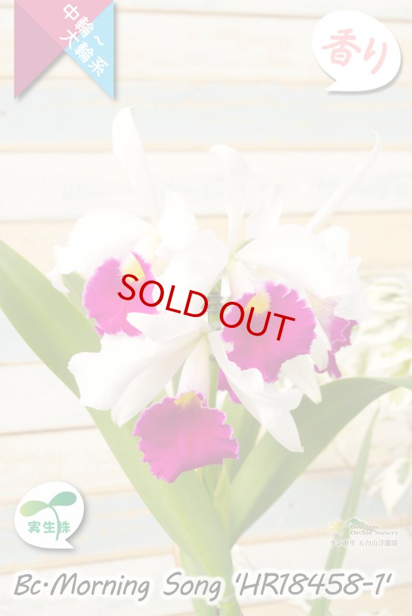 画像3: 【初夏咲き中大輪カトレア】Bc.Morning Song 'HR18458-1'（実生株）ブラソカトレア　モーニングソング 'HR18458-1'（OG分） (3)