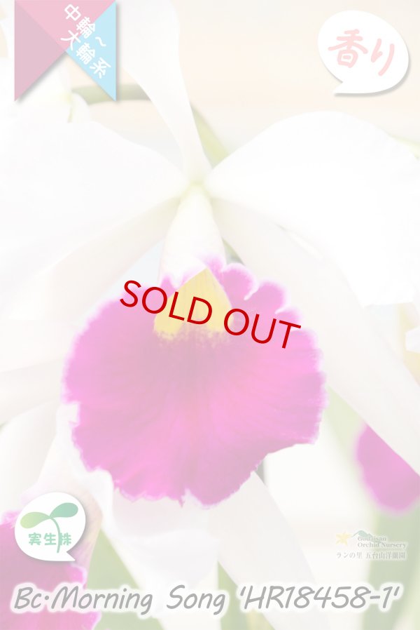 画像4: 【初夏咲き中大輪カトレア】Bc.Morning Song 'HR18458-1'（実生株）ブラソカトレア　モーニングソング 'HR18458-1'（OG分） (4)