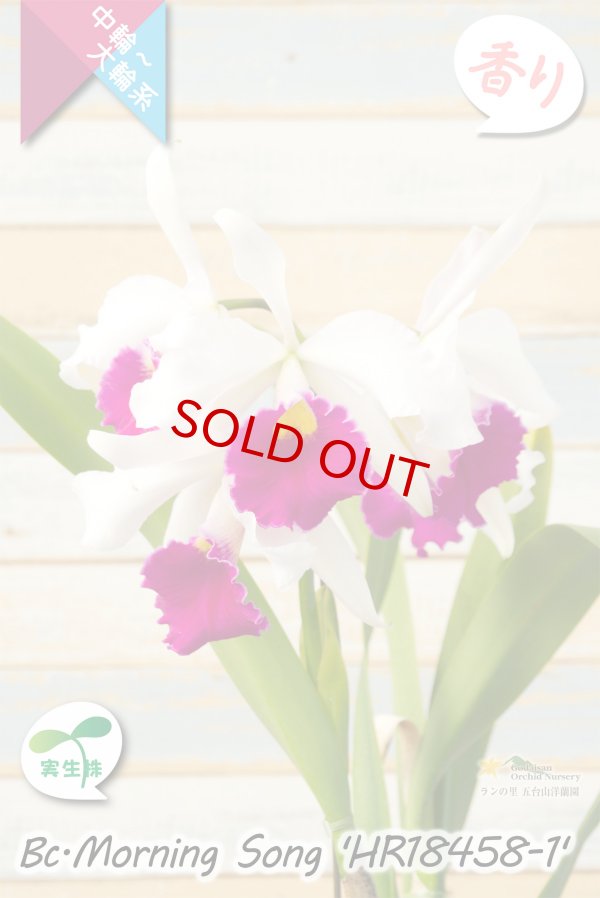 画像2: 【初夏咲き中大輪カトレア】Bc.Morning Song 'HR18458-1'（実生株）ブラソカトレア　モーニングソング 'HR18458-1'（OG分） (2)