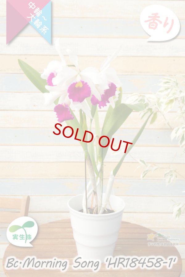 画像6: 【初夏咲き中大輪カトレア】Bc.Morning Song 'HR18458-1'（実生株）ブラソカトレア　モーニングソング 'HR18458-1'（OG分） (6)