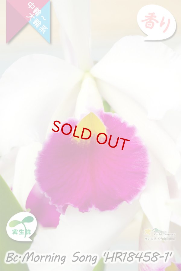 画像5: 【初夏咲き中大輪カトレア】Bc.Morning Song 'HR18458-1'（実生株）ブラソカトレア　モーニングソング 'HR18458-1'（OG分） (5)