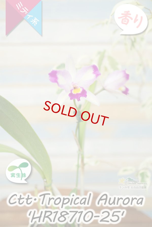 画像4: 【隈取がアクセント♪可憐なミディカトレア】Ctt.Tropical  Aurora 'HR18710-25' （交配種・実生株）カトレア類　トロピカル　オーロラ 'HR18710-25' (4)