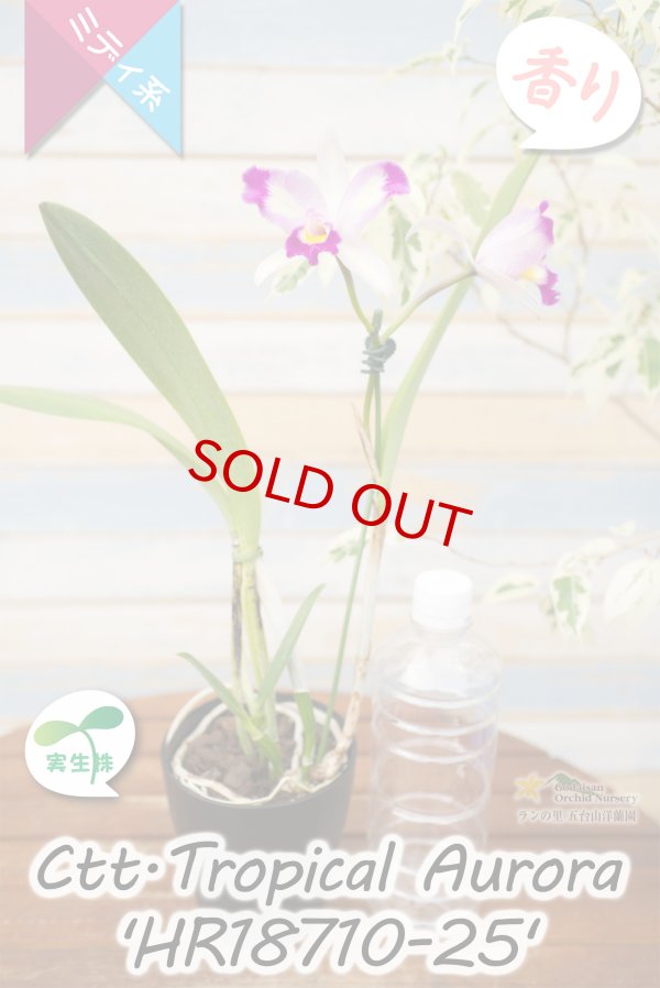 画像5: 【隈取がアクセント♪可憐なミディカトレア】Ctt.Tropical  Aurora 'HR18710-25' （交配種・実生株）カトレア類　トロピカル　オーロラ 'HR18710-25' (5)