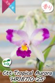 画像3: 【隈取がアクセント♪可憐なミディカトレア】Ctt.Tropical  Aurora 'HR18710-25' （交配種・実生株）カトレア類　トロピカル　オーロラ 'HR18710-25' (3)