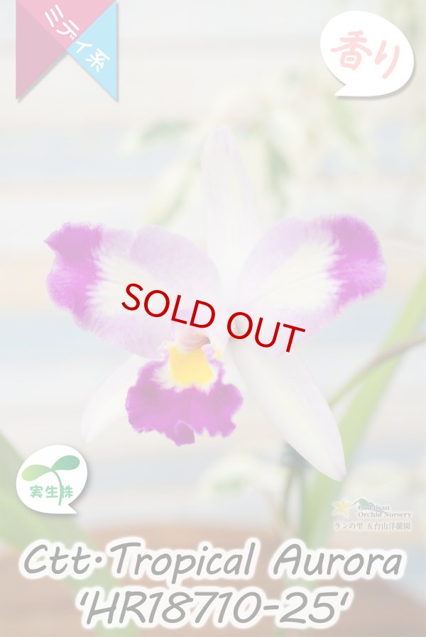 画像3: 【隈取がアクセント♪可憐なミディカトレア】Ctt.Tropical  Aurora 'HR18710-25' （交配種・実生株）カトレア類　トロピカル　オーロラ 'HR18710-25' (3)