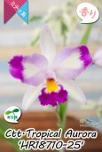 画像2: 【隈取がアクセント♪可憐なミディカトレア】Ctt.Tropical  Aurora 'HR18710-25' （交配種・実生株）カトレア類　トロピカル　オーロラ 'HR18710-25' (2)