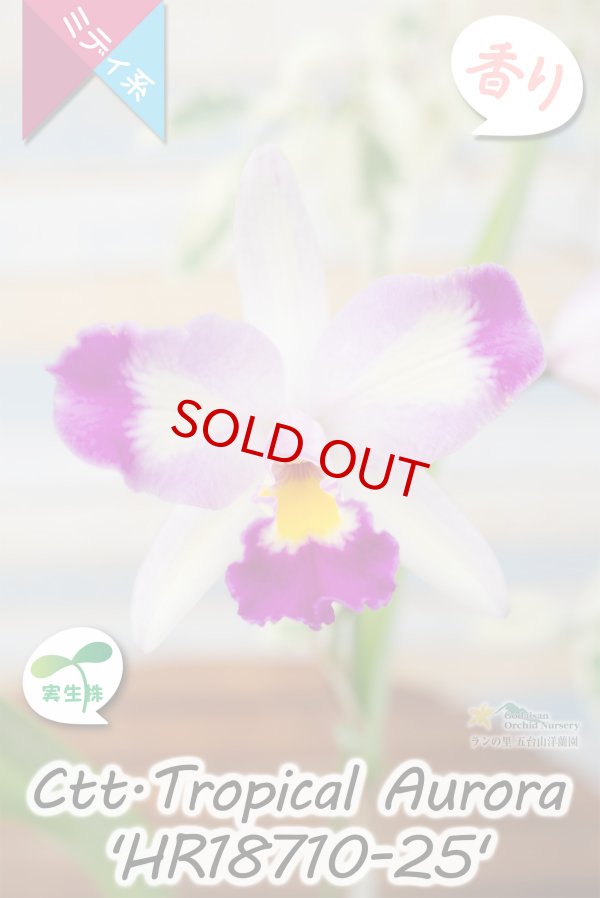 画像2: 【隈取がアクセント♪可憐なミディカトレア】Ctt.Tropical  Aurora 'HR18710-25' （交配種・実生株）カトレア類　トロピカル　オーロラ 'HR18710-25' (2)