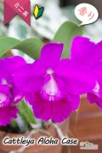 画像1: 【発色の良いミニカトレア】C.Aloha Case（交配種）カトレア　アロハケース (1)