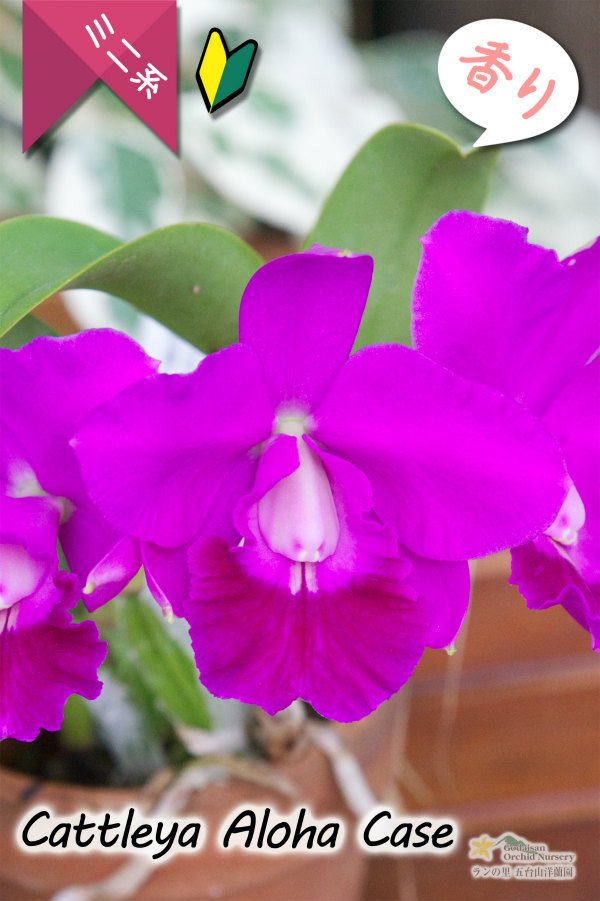 画像1: 【発色の良いミニカトレア】C.Aloha Case（交配種）カトレア　アロハケース (1)