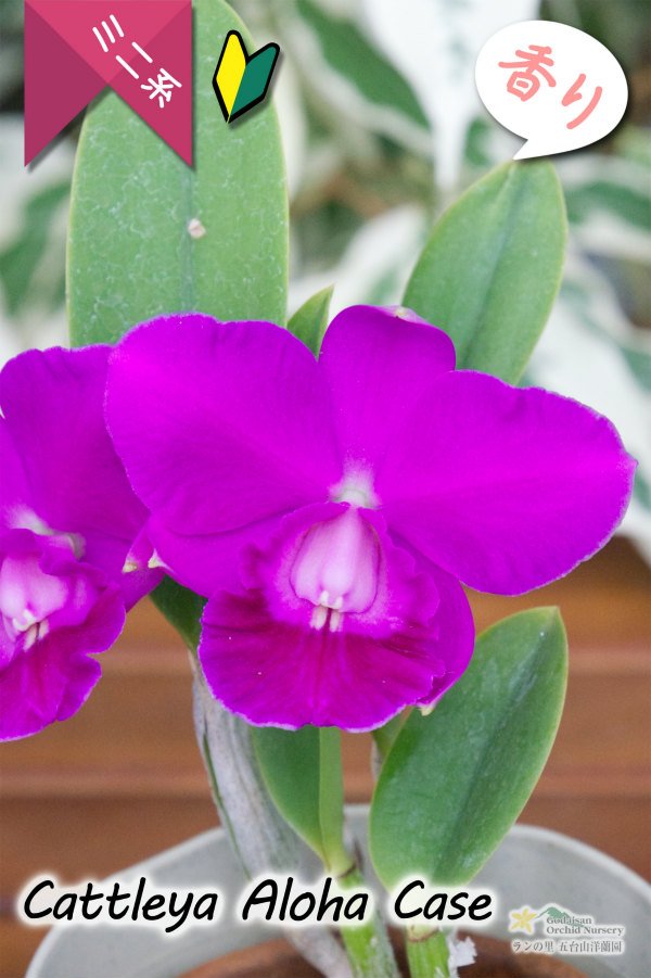 画像2: 【発色の良いミニカトレア】C.Aloha Case（交配種）カトレア　アロハケース (2)