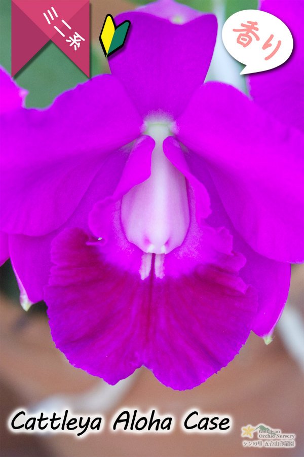 画像3: 【発色の良いミニカトレア】C.Aloha Case（交配種）カトレア　アロハケース (3)
