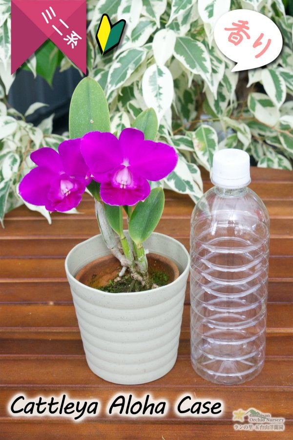 画像4: 【発色の良いミニカトレア】C.Aloha Case（交配種）カトレア　アロハケース (4)