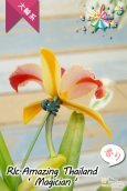 画像4: 【トロピカルフルーツのような色彩花・カトレア】Rlc.Amazing Thailand‘Magician'（交配種）リンコレリオカトレア  アメージング　タイランド‘マジシャン' (4)