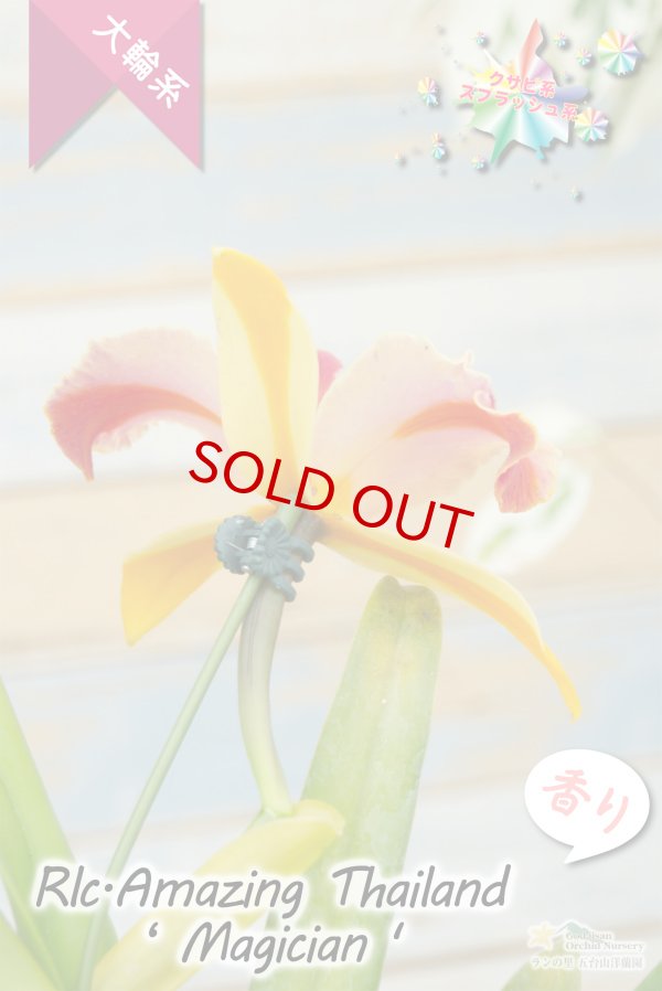画像4: 【トロピカルフルーツのような色彩花・カトレア】Rlc.Amazing Thailand‘Magician'（交配種）リンコレリオカトレア  アメージング　タイランド‘マジシャン' (4)