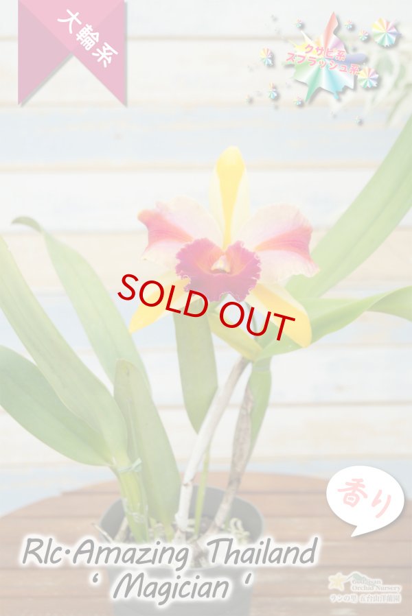 画像5: 【トロピカルフルーツのような色彩花・カトレア】Rlc.Amazing Thailand‘Magician'（交配種）リンコレリオカトレア  アメージング　タイランド‘マジシャン' (5)