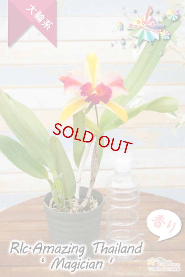 画像6: 【トロピカルフルーツのような色彩花・カトレア】Rlc.Amazing Thailand‘Magician'（交配種）リンコレリオカトレア  アメージング　タイランド‘マジシャン' (6)