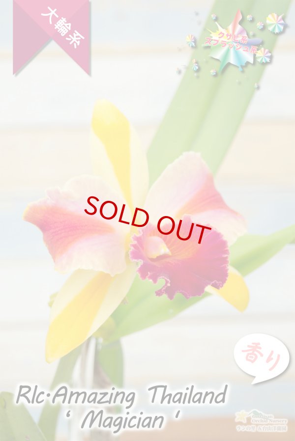 画像2: 【トロピカルフルーツのような色彩花・カトレア】Rlc.Amazing Thailand‘Magician'（交配種）リンコレリオカトレア  アメージング　タイランド‘マジシャン' (2)