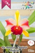 画像1: 【トロピカルフルーツのような色彩花・カトレア】Rlc.Amazing Thailand‘Magician'（交配種）リンコレリオカトレア  アメージング　タイランド‘マジシャン' (1)