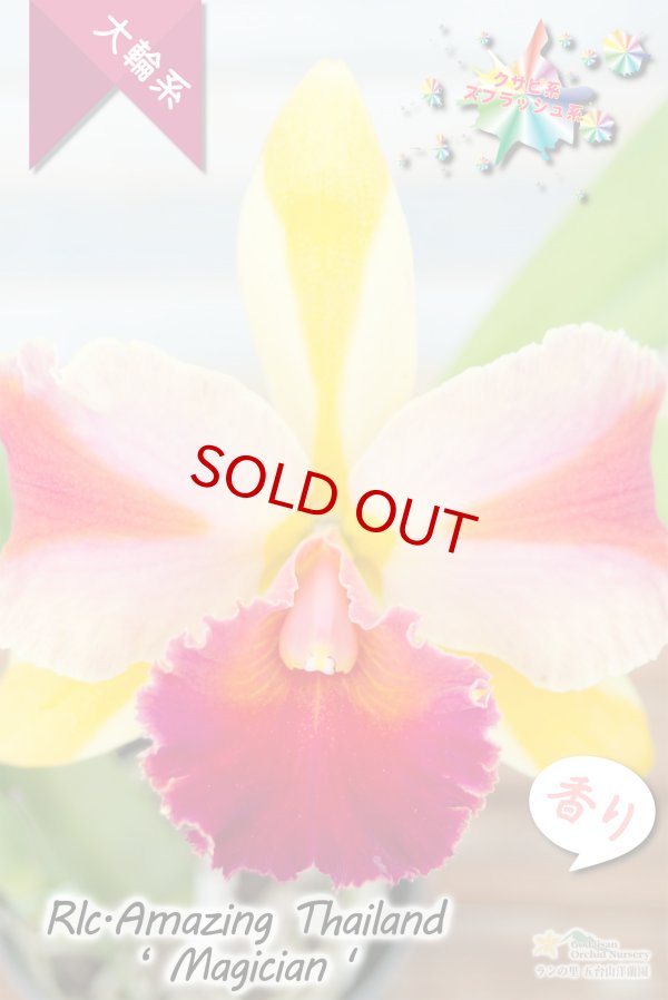 画像3: 【トロピカルフルーツのような色彩花・カトレア】Rlc.Amazing Thailand‘Magician'（交配種）リンコレリオカトレア  アメージング　タイランド‘マジシャン' (3)