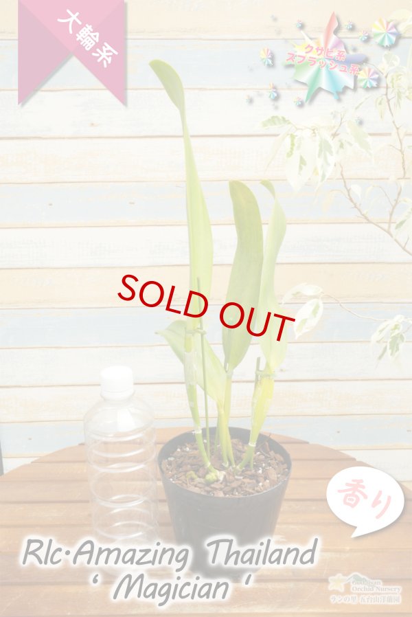 画像7: 【トロピカルフルーツのような色彩花・カトレア】Rlc.Amazing Thailand‘Magician'（交配種）リンコレリオカトレア  アメージング　タイランド‘マジシャン' (7)