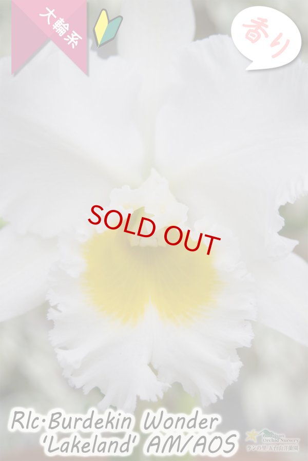 画像4: 【ふくよかな大輪ホワイトカトレア】Rlc.Burdekin Wonder ’Lakeland’ AM/AOS（交配種）カトレア類　バーデキンワンダー　‘レイクランド’ (4)