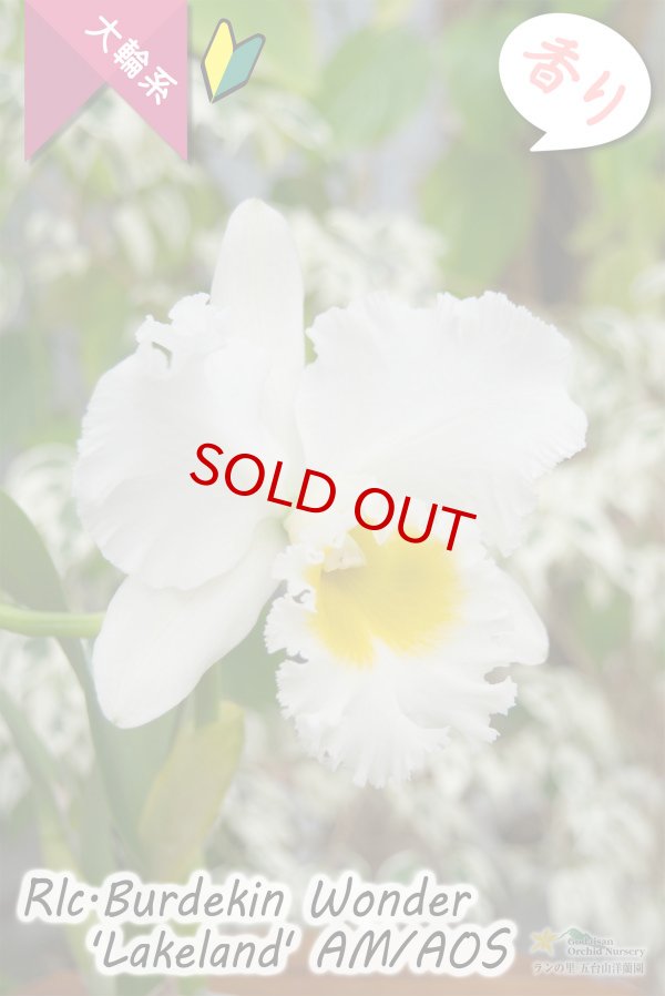 画像3: 【ふくよかな大輪ホワイトカトレア】Rlc.Burdekin Wonder ’Lakeland’ AM/AOS（交配種）カトレア類　バーデキンワンダー　‘レイクランド’ (3)