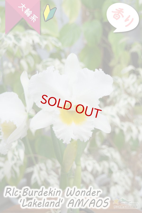 画像2: 【ふくよかな大輪ホワイトカトレア】Rlc.Burdekin Wonder ’Lakeland’ AM/AOS（交配種）カトレア類　バーデキンワンダー　‘レイクランド’ (2)
