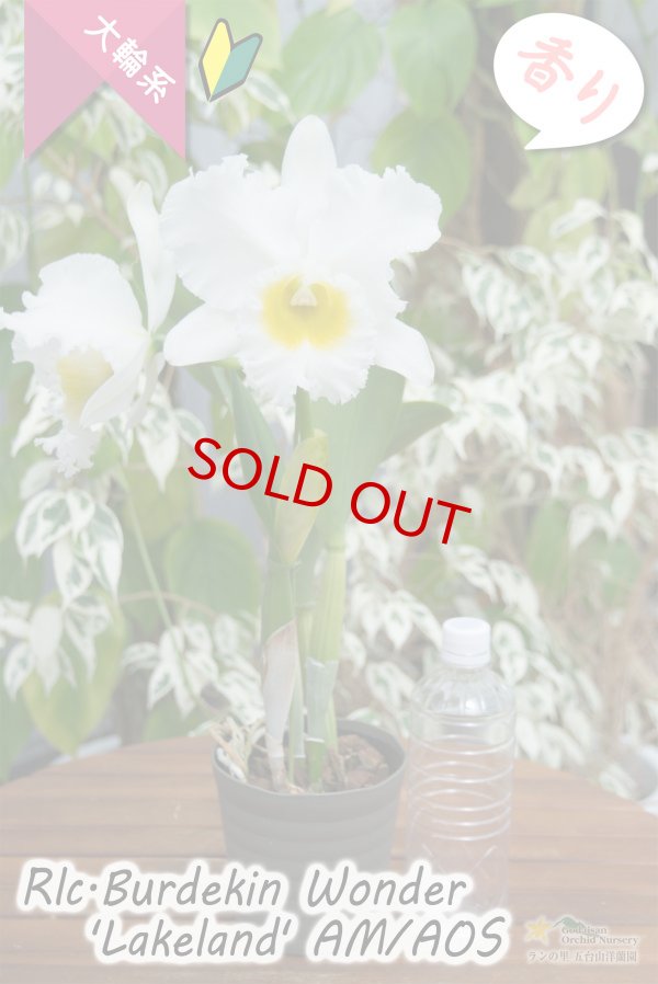 画像5: 【ふくよかな大輪ホワイトカトレア】Rlc.Burdekin Wonder ’Lakeland’ AM/AOS（交配種）カトレア類　バーデキンワンダー　‘レイクランド’ (5)