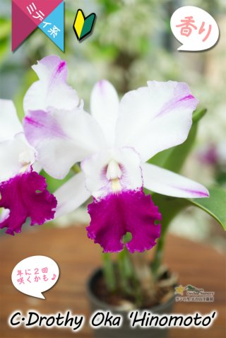 洋蘭専門店 ランの里 五台山洋蘭園カトレア（Cattleya）カトレア