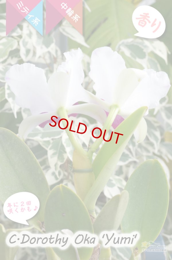 画像4: 【美しいセミアルバ系のミディカトレア】C.Dorothy Oka`Yumi`（交配種）カトレア類　ドロシーオカ｀ユミ｀ (4)