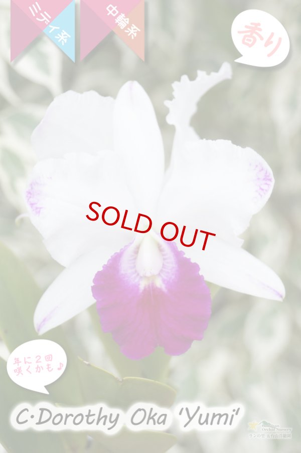 画像2: 【美しいセミアルバ系のミディカトレア】C.Dorothy Oka`Yumi`（交配種）カトレア類　ドロシーオカ｀ユミ｀ (2)