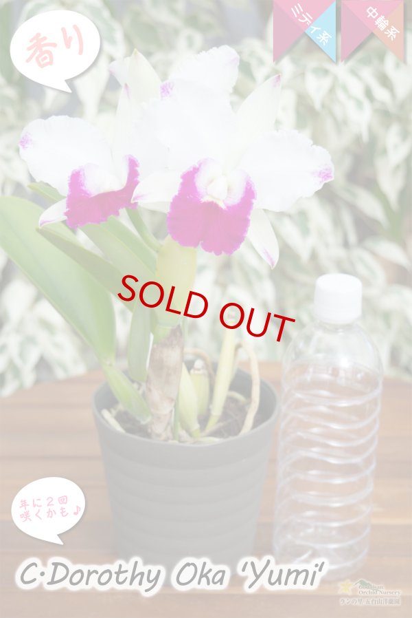 画像6: 【美しいセミアルバ系のミディカトレア】C.Dorothy Oka`Yumi`（交配種）カトレア類　ドロシーオカ｀ユミ｀ (6)