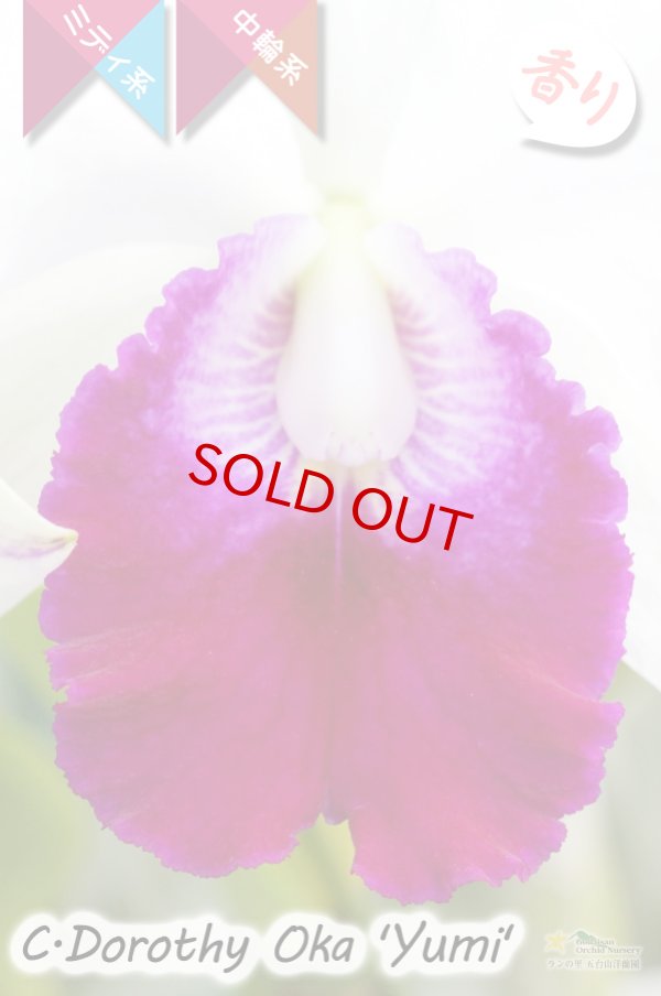 画像3: 【美しいセミアルバ系のミディカトレア】C.Dorothy Oka`Yumi`（交配種）カトレア類　ドロシーオカ｀ユミ｀ (3)