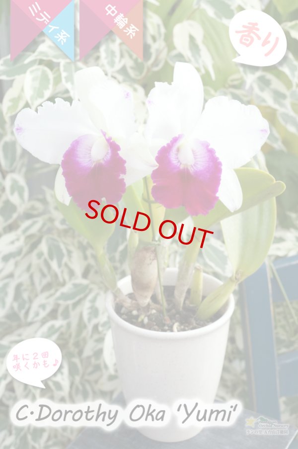 画像5: 【美しいセミアルバ系のミディカトレア】C.Dorothy Oka`Yumi`（交配種）カトレア類　ドロシーオカ｀ユミ｀ (5)